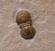 Itagnostus interstrictus (WHITE, 1874)