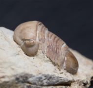 Bumastus cf ambiguus (Foerste, 1885)