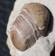 Bumastus cf ambiguus (Foerste, 1885)