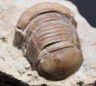 Bumastus cf ambiguus (Foerste, 1885)