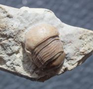 Bumastus cf ambiguus (Foerste, 1885)