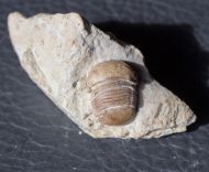 Bumastus cf ambiguus (Foerste, 1885)