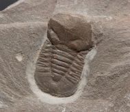 Degamella sendinoae Corbacho, 2011