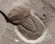 Degamella sendinoae Corbacho, 2011