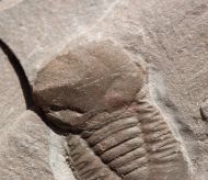 Degamella sendinoae Corbacho, 2011