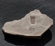 Degamella sendinoae Corbacho, 2011