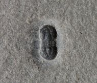 Ptychagnostus atavus (Tullberg, 1880)