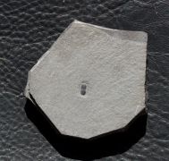 Ptychagnostus atavus (Tullberg, 1880)