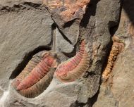 Bavarilla zemmourensis (Destombes et al 1969)