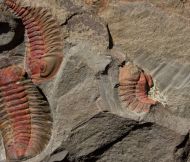 Bavarilla zemmourensis (Destombes et al 1969)