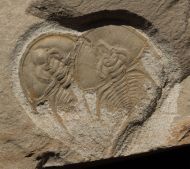 Olenellus chifensis PALMER, 1998  & Olenellus gilberti (Meek in White, 1874)