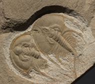 Olenellus chifensis PALMER, 1998  & Olenellus gilberti (Meek in White, 1874)