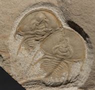 Olenellus chifensis PALMER, 1998  & Olenellus gilberti (Meek in White, 1874)