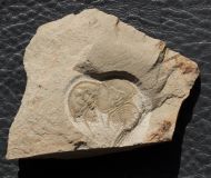 Olenellus chifensis PALMER, 1998  & Olenellus gilberti (Meek in White, 1874)