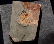 Furca mauretanica Van Roy, 2006