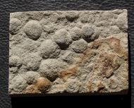 Nemiana simplex Paliy, 1976