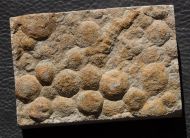 Nemiana simplex Paliy, 1976