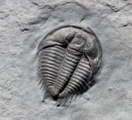 Anechocephalus intermedius Chatterton & Gibb, 2016