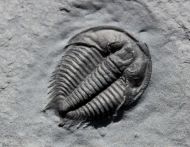 Anechocephalus intermedius Chatterton & Gibb, 2016