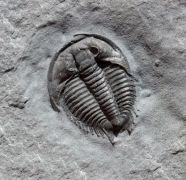 Anechocephalus intermedius Chatterton & Gibb, 2016