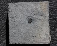Anechocephalus intermedius Chatterton & Gibb, 2016