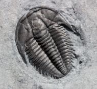 Orygmaspis contracta (Frederickson, 1949)