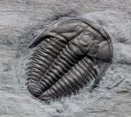 Orygmaspis contracta (Frederickson, 1949)