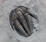 Orygmaspis contracta (Frederickson, 1949)