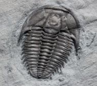 Orygmaspis contracta (Frederickson, 1949)