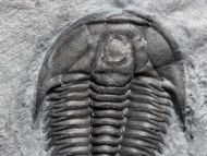 Orygmaspis contracta (Frederickson, 1949)