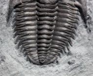 Orygmaspis contracta (Frederickson, 1949)