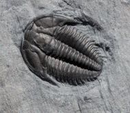 Orygmaspis contracta (Frederickson, 1949)