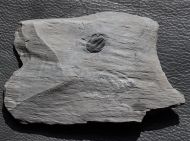 Orygmaspis contracta (Frederickson, 1949)