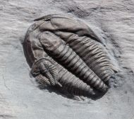 Orygmaspis contracta (Frederickson, 1949)