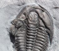 Orygmaspis contracta (Frederickson, 1949)