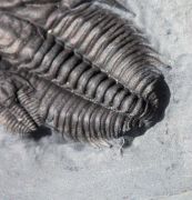 Orygmaspis contracta (Frederickson, 1949)