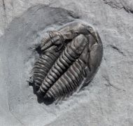 Orygmaspis contracta (Frederickson, 1949)