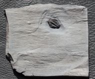 Orygmaspis contracta (Frederickson, 1949)