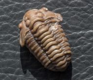 Calymene gamachei Chatterton & Ludvigsen, 2004