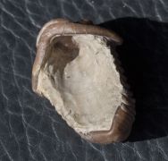 Calymene gamachei Chatterton & Ludvigsen, 2004