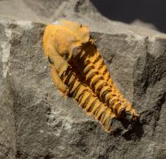 Agraulos ceticephalus (Barrande, 1846)