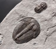 Elrathia kingi (Meek 1870) & Itagnostus interstrictus (WHITE, 1874)