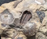 Acernaspis orestes (Billings, 1860)
