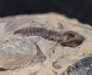 Acernaspis orestes (Billings, 1860)