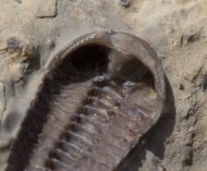 Acernaspis orestes (Billings, 1860)