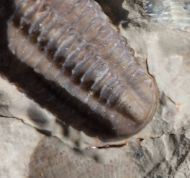 Acernaspis orestes (Billings, 1860)