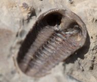 Acernaspis orestes (Billings, 1860)