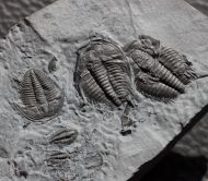 Orygmaspis contracta (Frederickson, 1949)