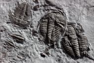 Orygmaspis contracta (Frederickson, 1949)
