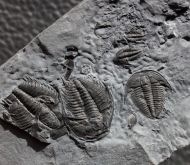 Orygmaspis contracta (Frederickson, 1949)